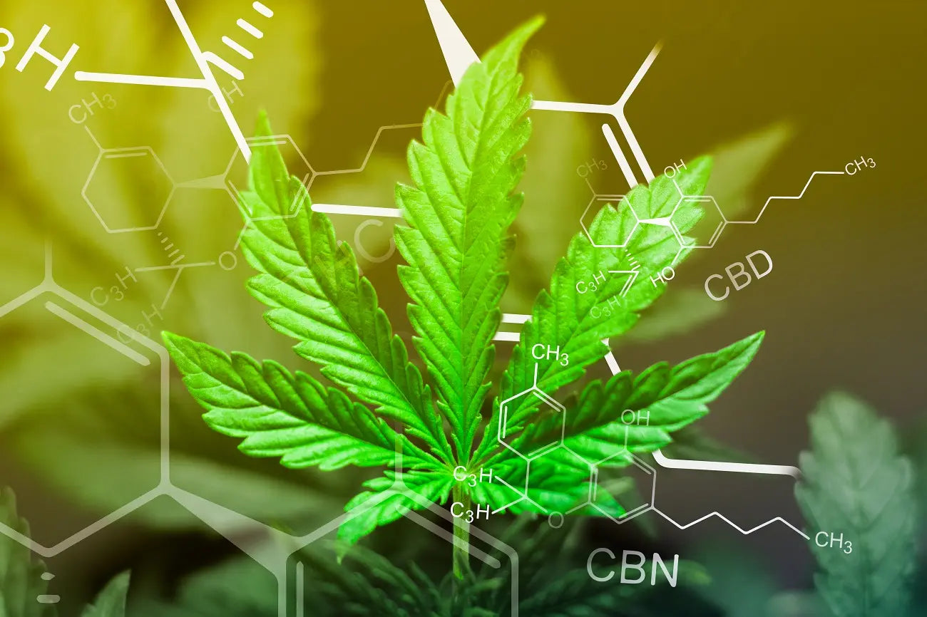 CBD vs CBN