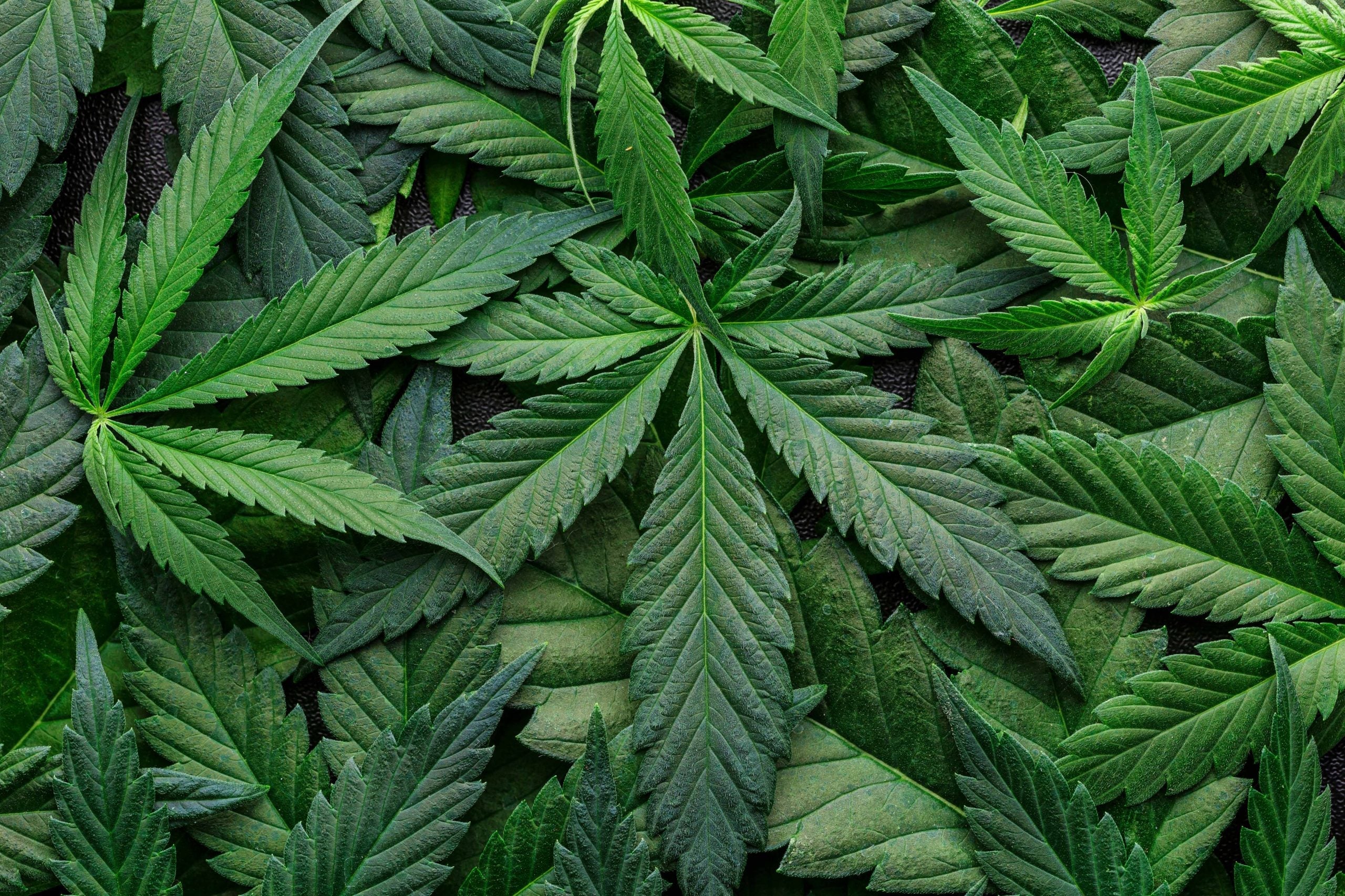 The Great Minnesota Cannabis Conundrum: Poll Reveals Divided Opinions on Local Bans