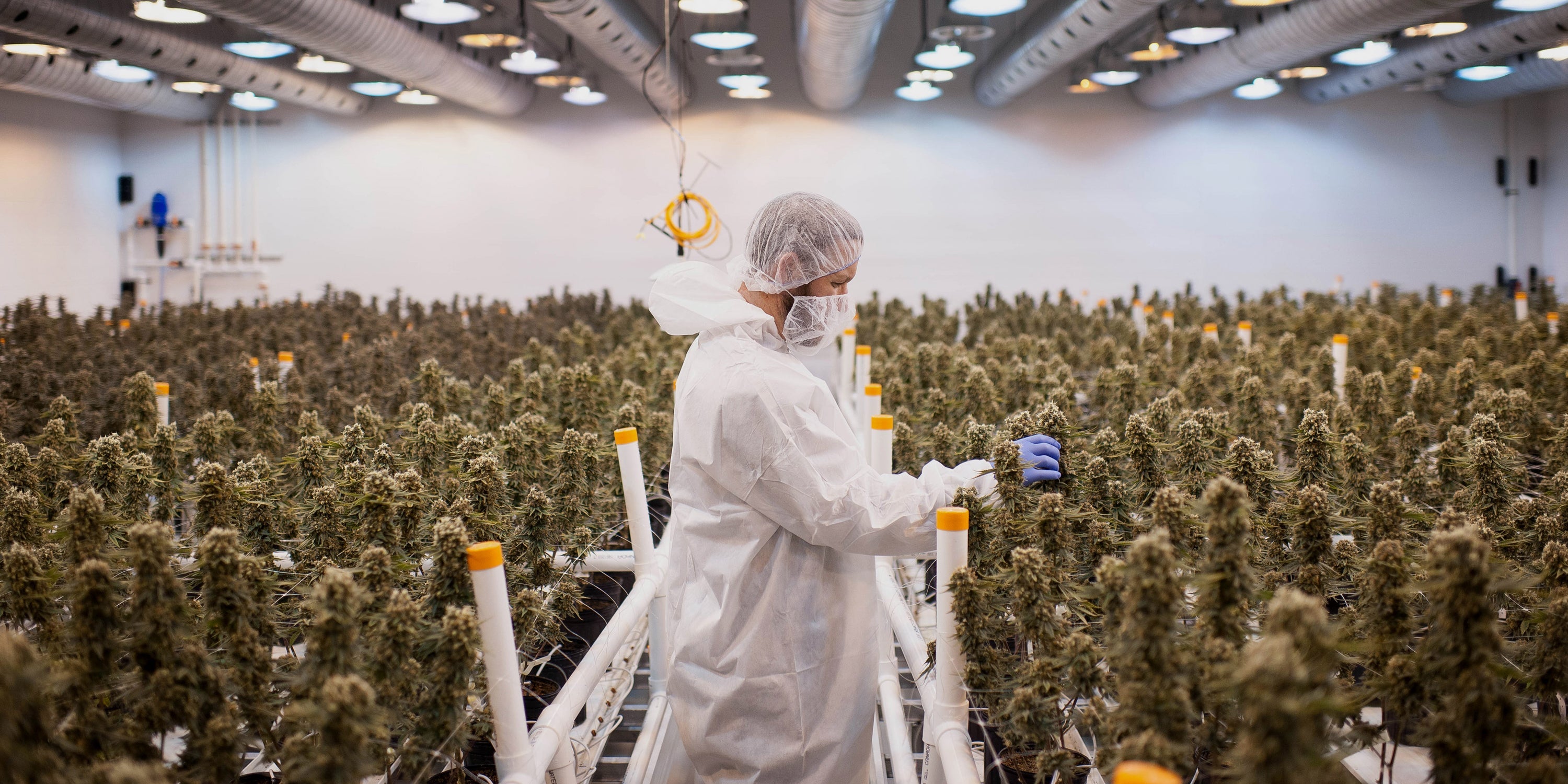 The Green Horizon: Chase CEO’s Cannabis Banking Tease Sparks Industry Buzz