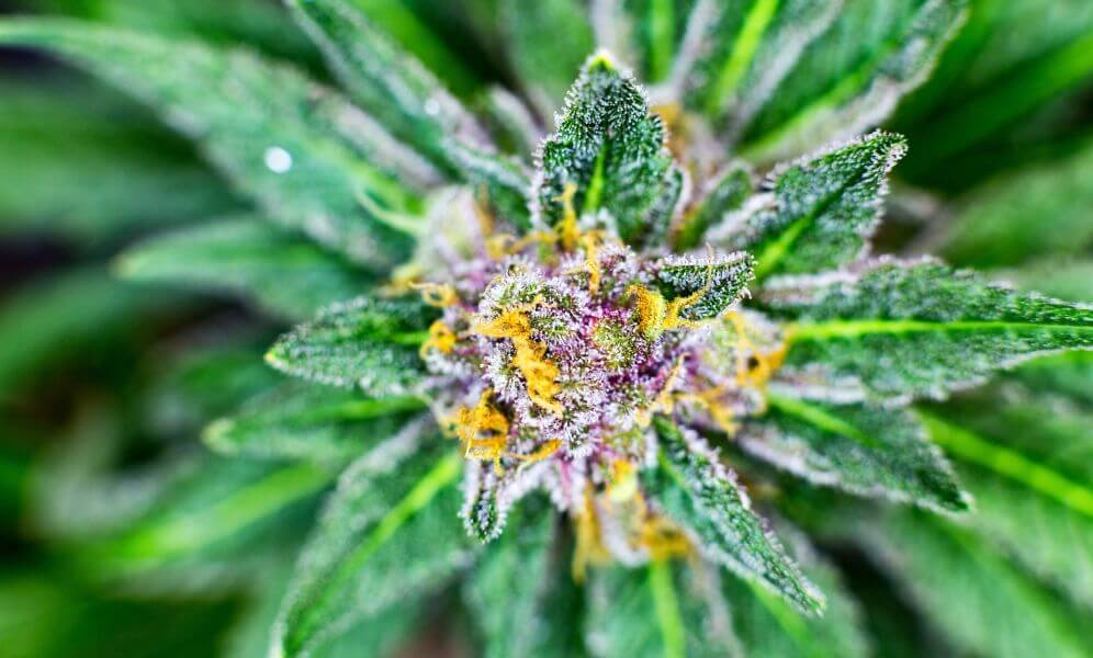 The Complete Guide to Cannabis Flowers