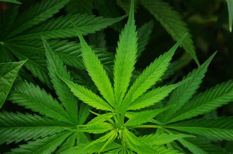 The War on Drugs Revisited: Cannabis Justice in a New Era