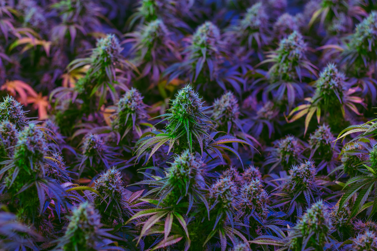 Cannabis Consumers Embrace 4/20 Marketing from Non-Cannabis Brands