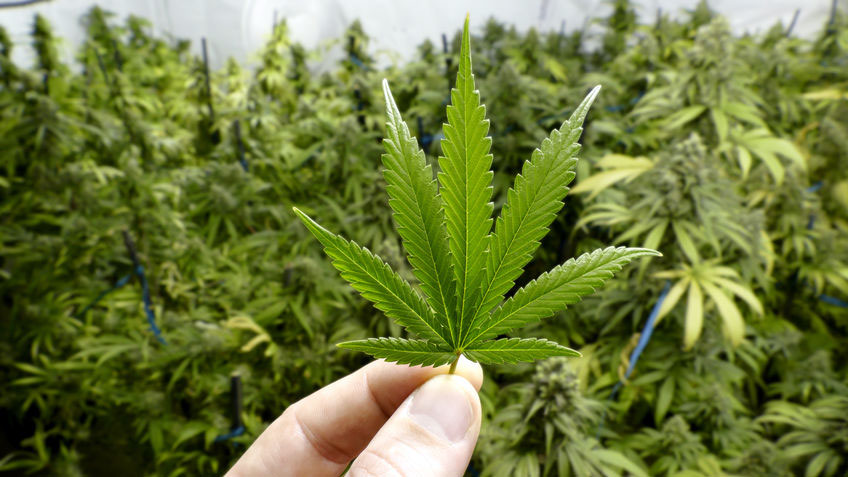 Cannabis Munchies