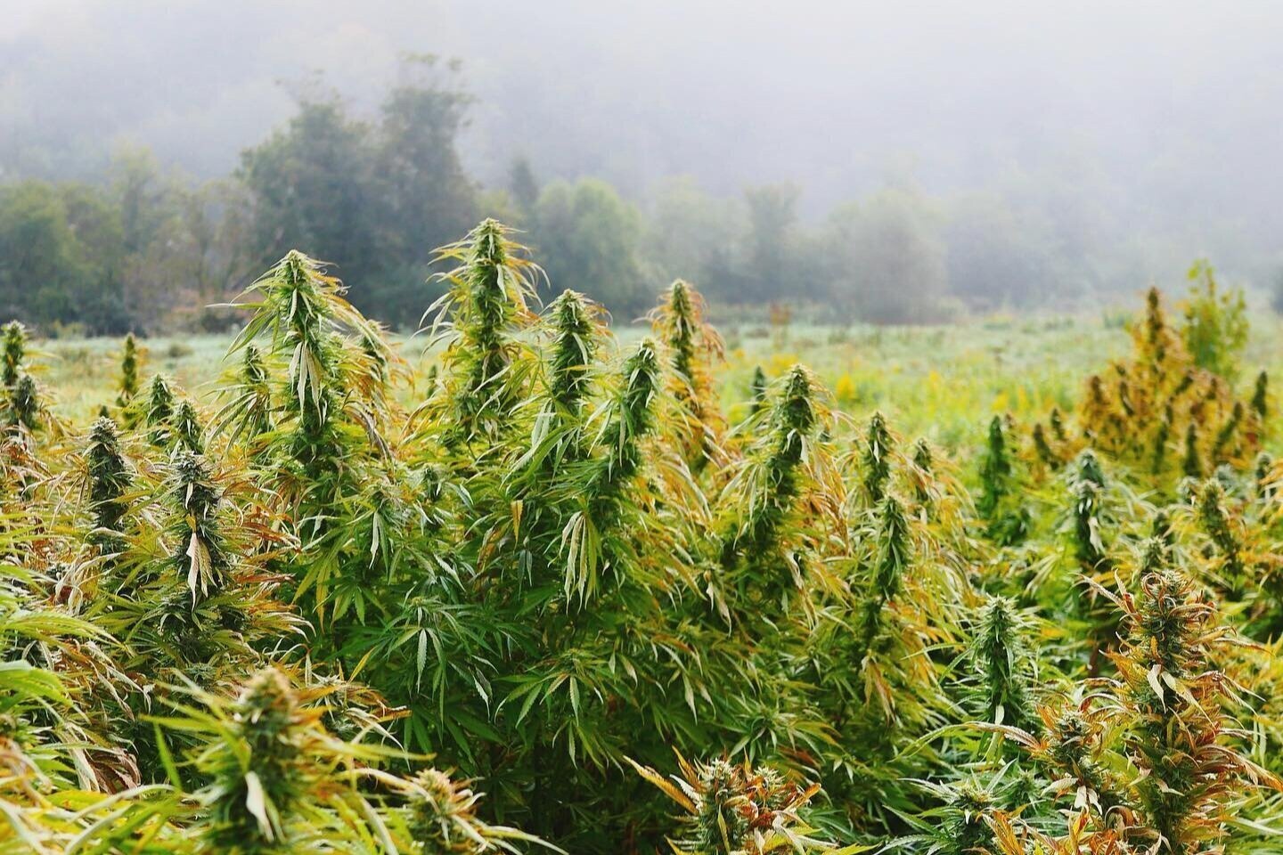 Personalized Cannabis Reparations: Who Should Benefit and How?