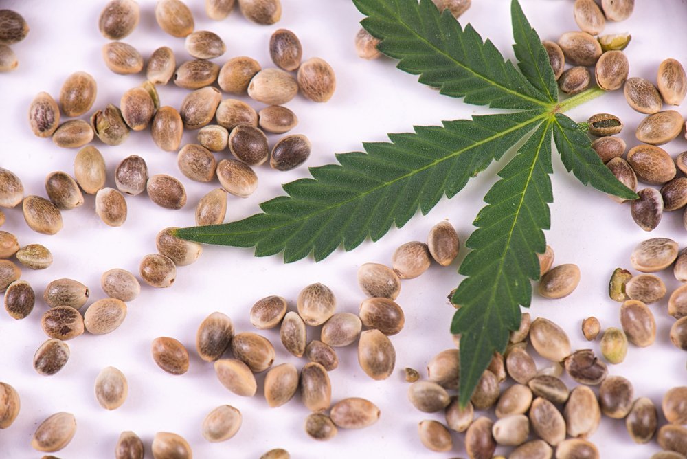 Cannabis Seeds 101: Cultivation, Genetics, and the Quest for Quality Strains