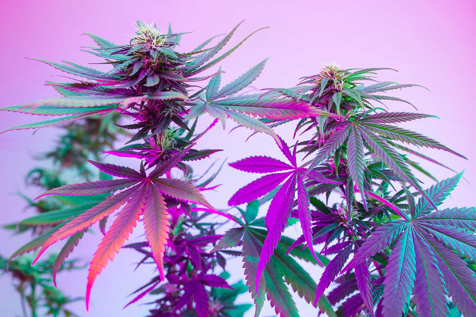 Cannabis Strains