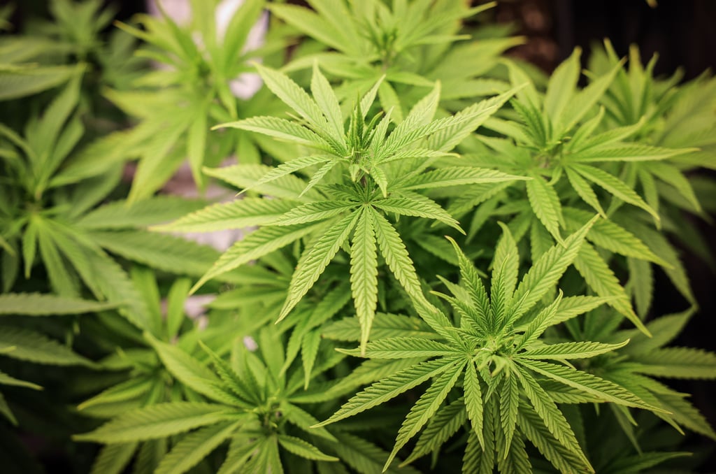 Majority of Young Adults Use Cannabis Weekly as an Alternative to Alcohol, Survey Reveals