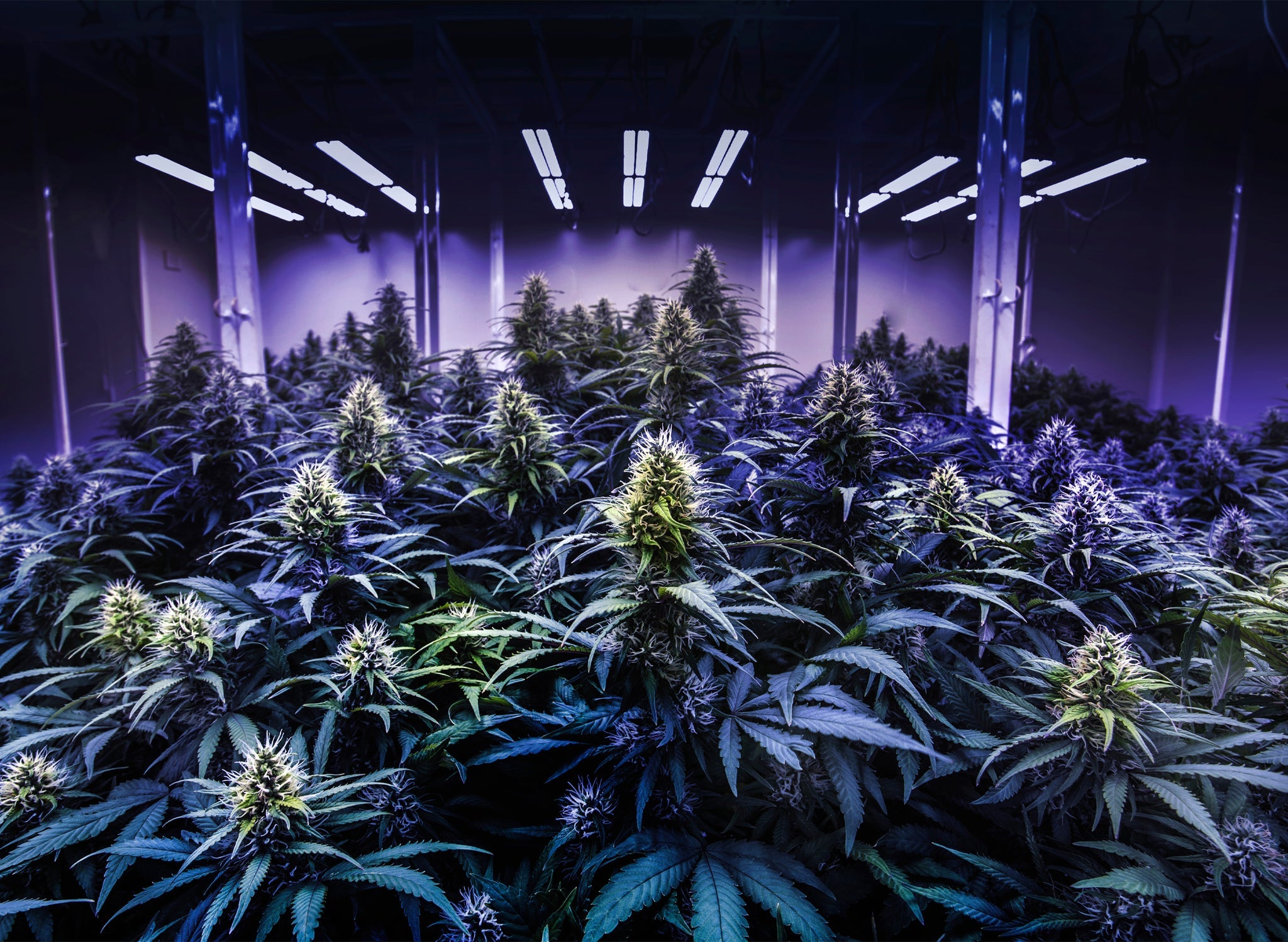 Cannabis Winter Products