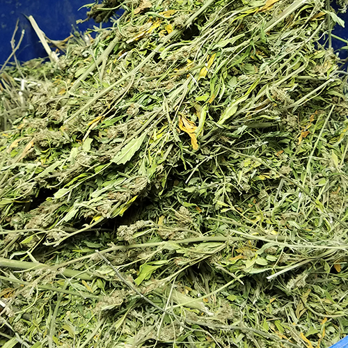 The Hemp Hammer Falls: Congress's Midnight Raid on Your Local Dispensary