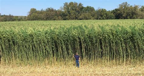 A Call for Clarity: Hemp Industry Specialist Testifies on FDA’s Regulatory Failures