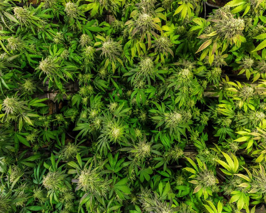 High THCv Strains