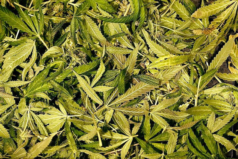 Florida’s Green Wave: Marijuana Campaign Nears 2026 Ballot with 75 Percent of Signatures Secured