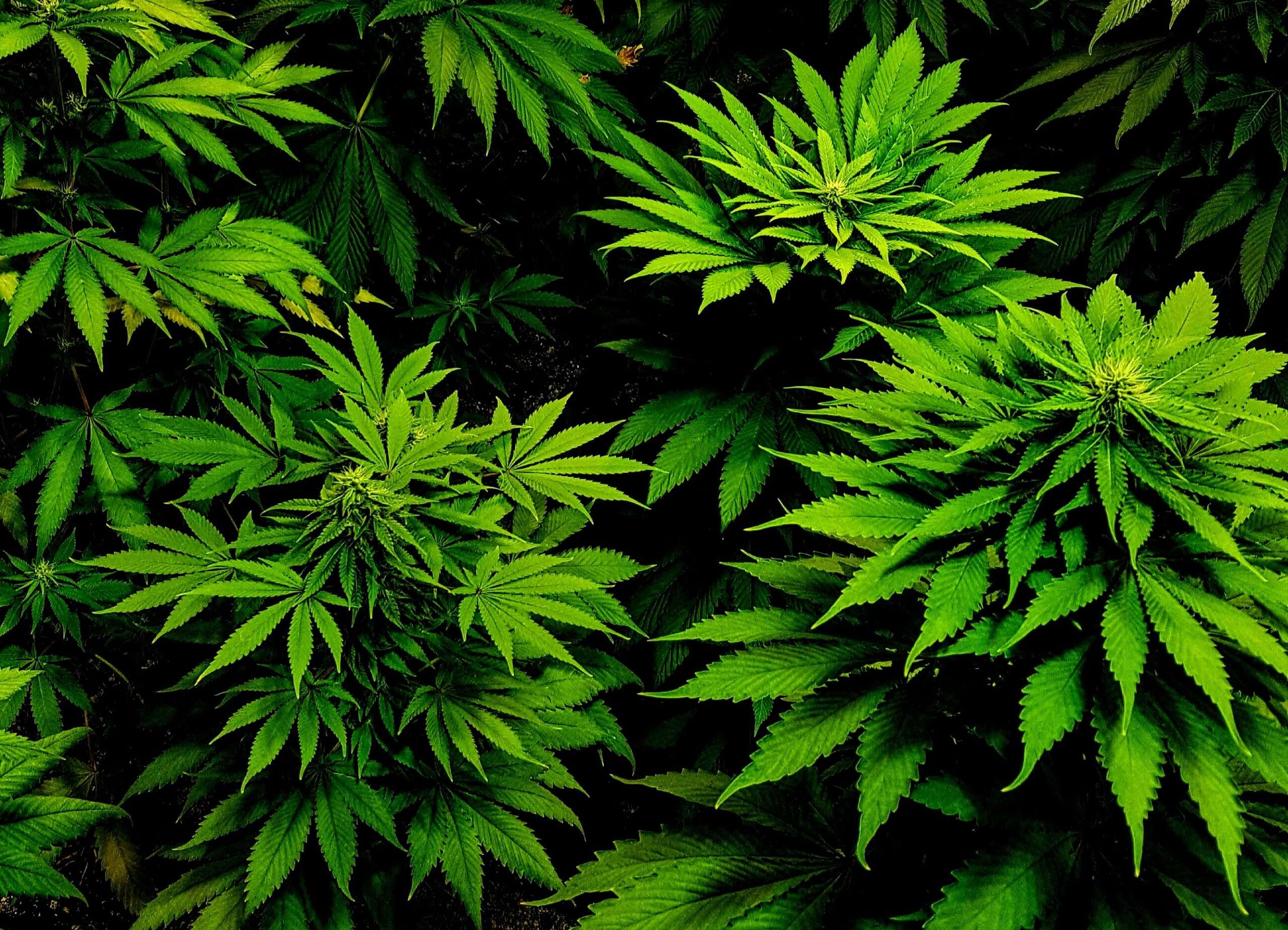 A Surge in Support: Two-Thirds of Americans Back Marijuana Nationwide