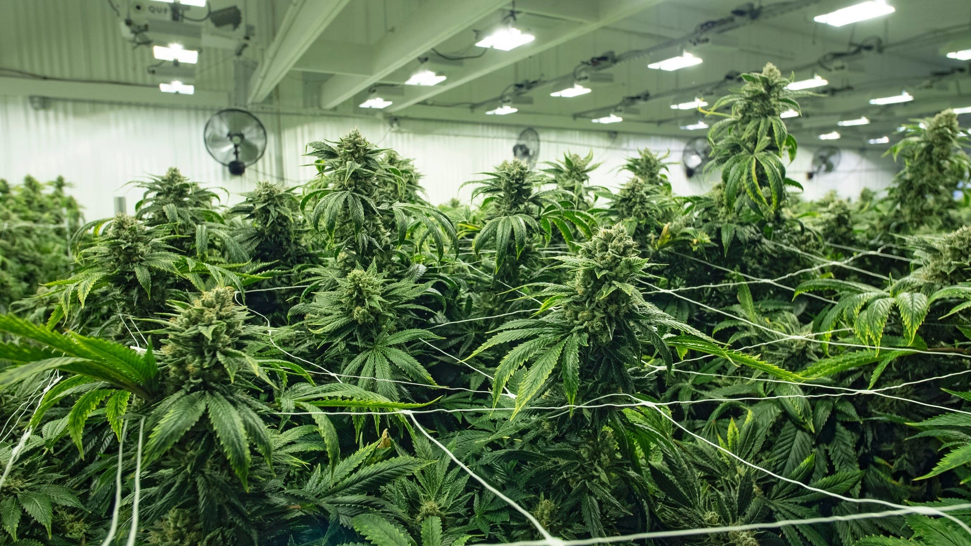 A Shift in Perception: Patients Embrace Doctorsβ Off-Duty Marijuana Use