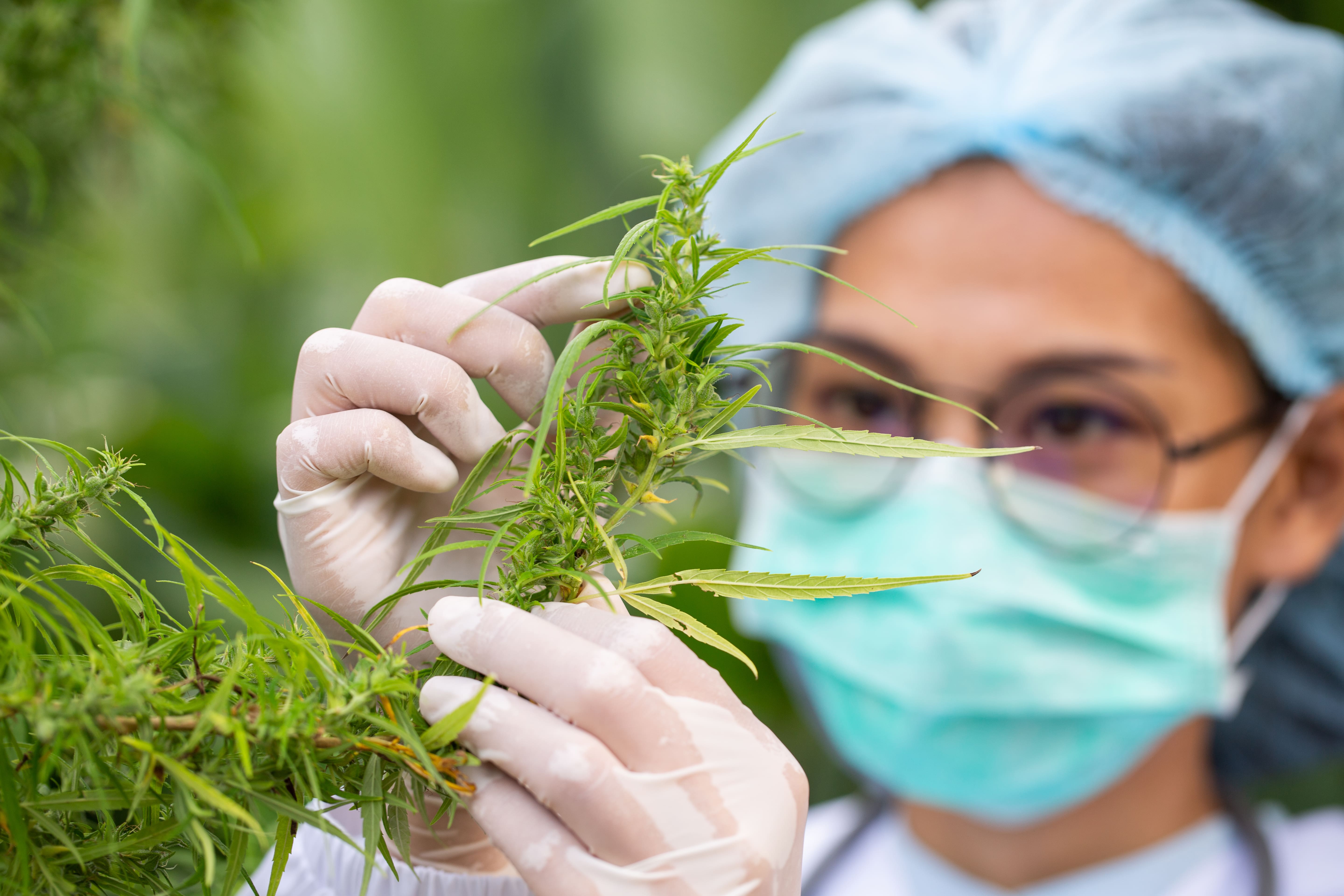 Kentucky's Medical Cannabis Program: A New Era Begins
