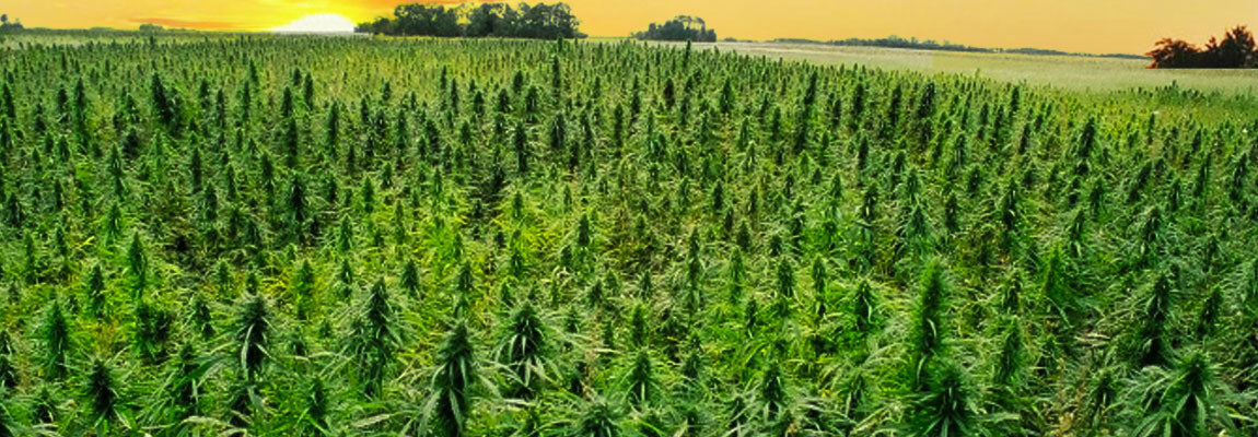 Hemp Under Fire: Nebraska AG Signals a Major Clampdown on Delta-8 and Beyond