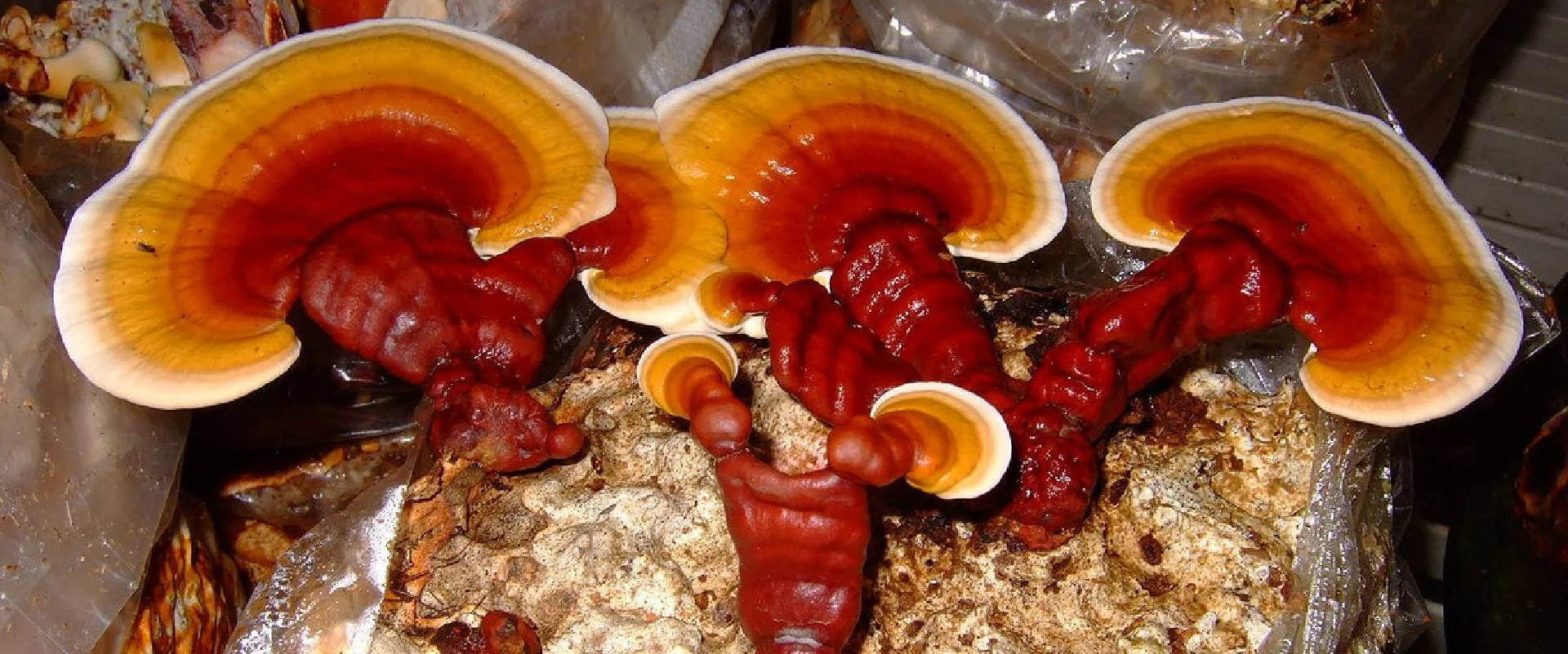 Reishi Mushroom Wholesale
