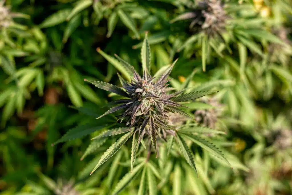 THCA Flower