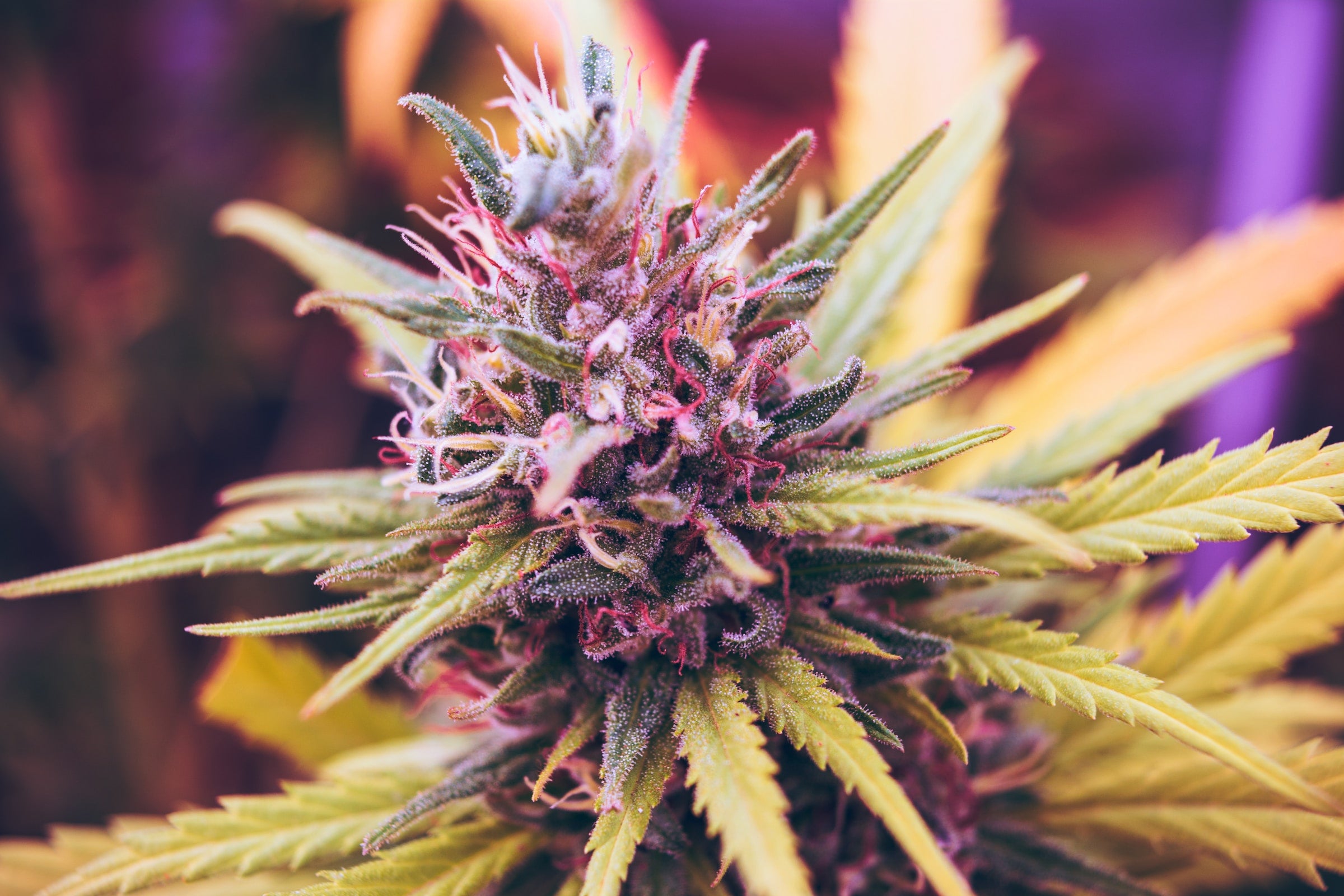 THCA Flower