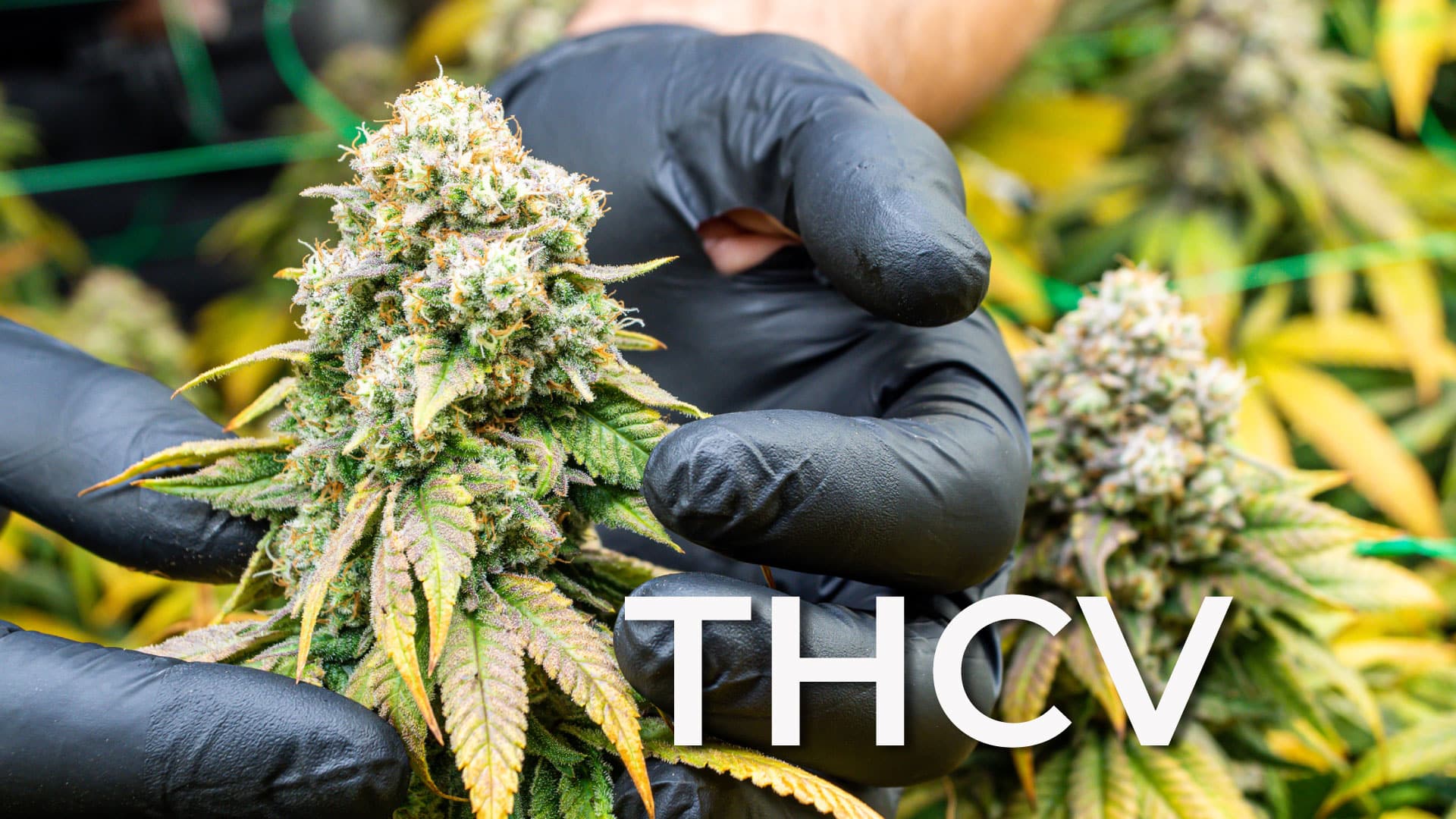 THCV Wholesale
