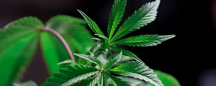 THC Outdoors
