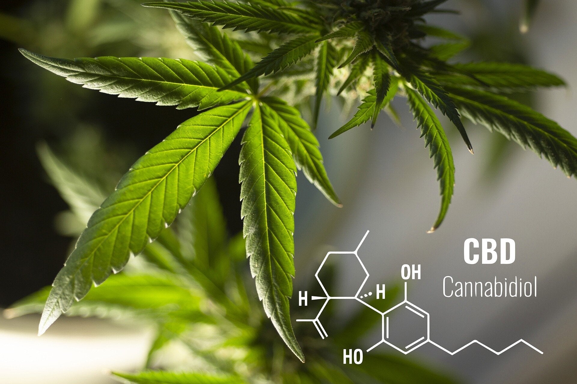 Wholesale Cannabinoid Products