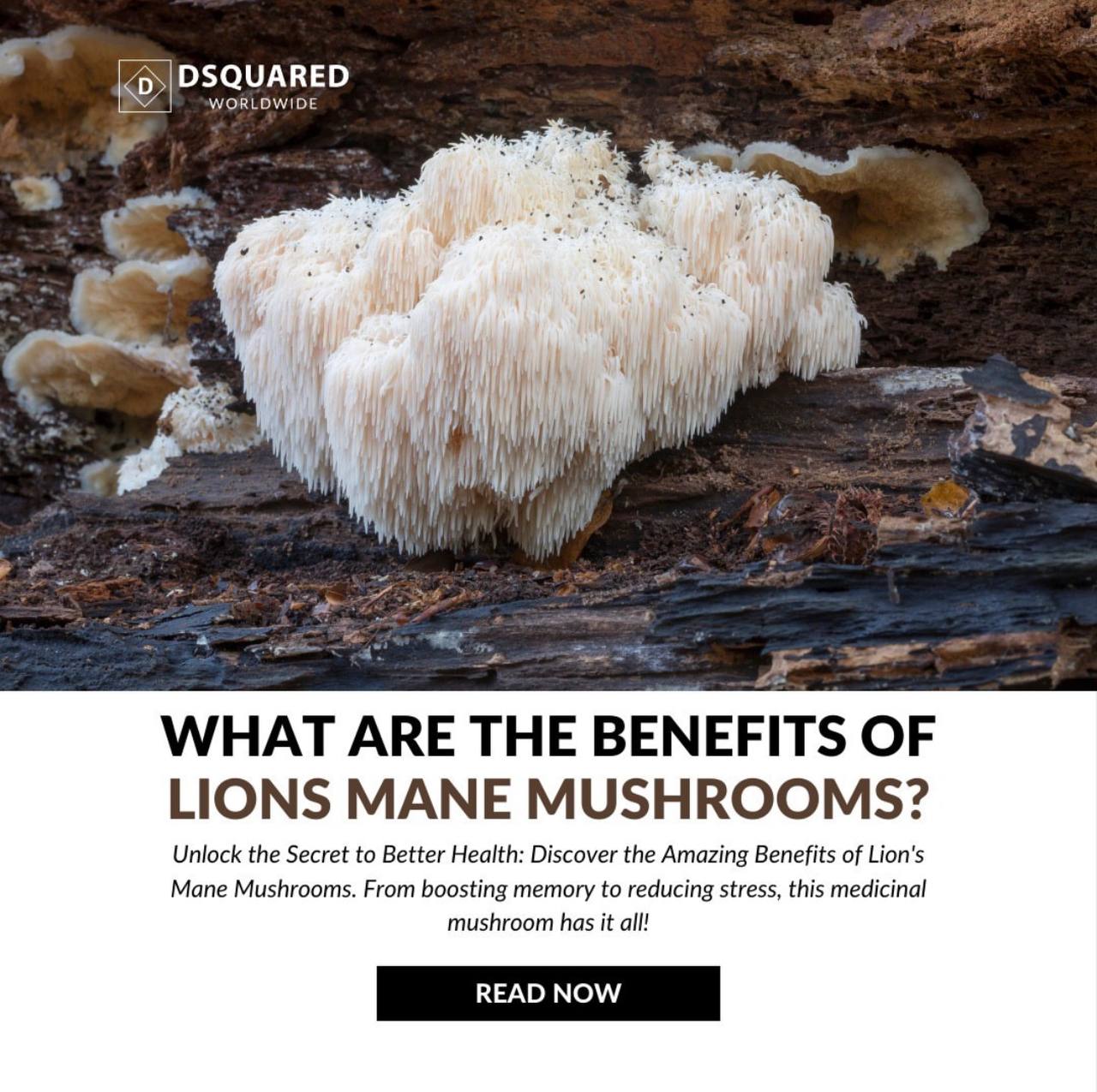A Complete Guide to Turkey Tail Mushrooms