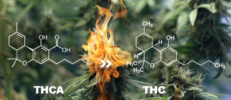 THCA vs THC