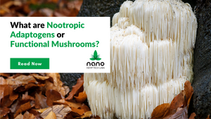 What are Nootropic Adaptogens or Functional Mushrooms?