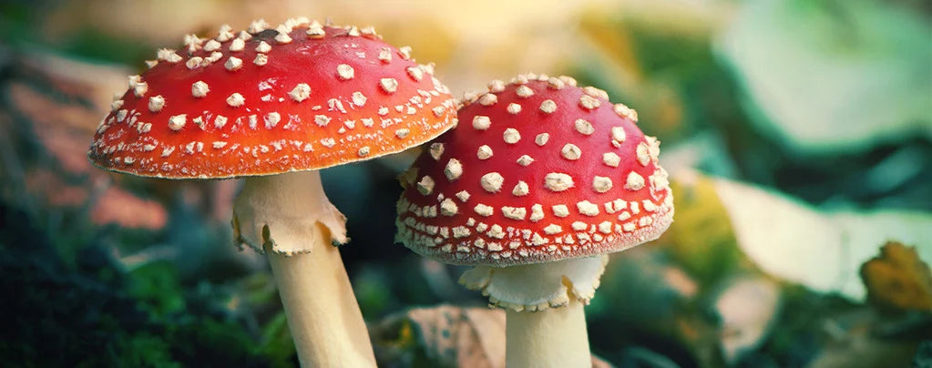 Amanita Mushroom Gummies Wholesale