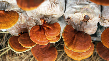 Best Reishi Mushroom