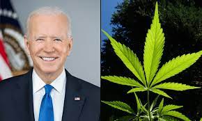 Biden and Cannabis