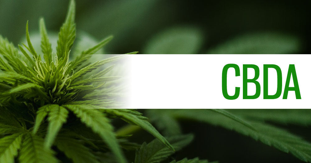 CBDA Tincture Wholesale