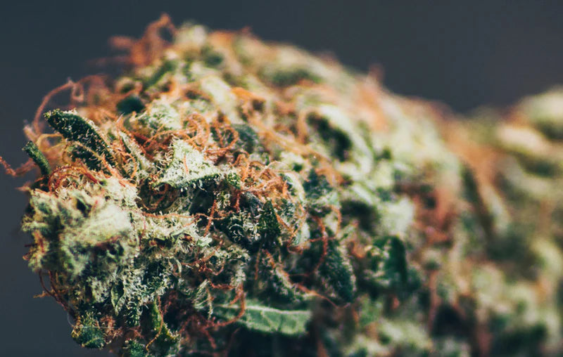 CBD Bud Wholesale
