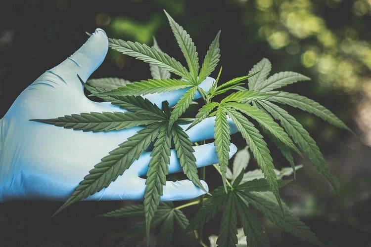 CBD Cooling Gel