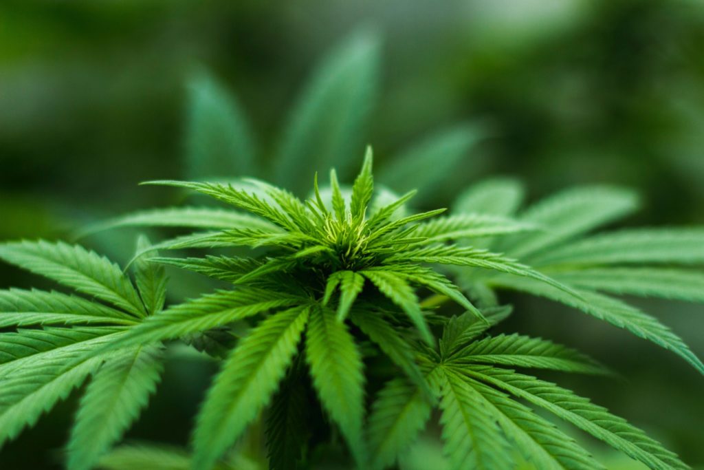 CBD Experience