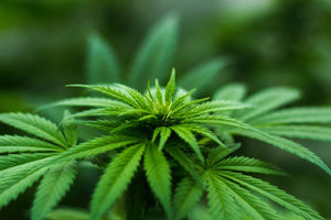 CBD Experience