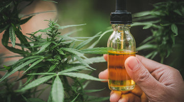 Decoding CBD Tincture 1000mg Price: Finding Value in Wellness