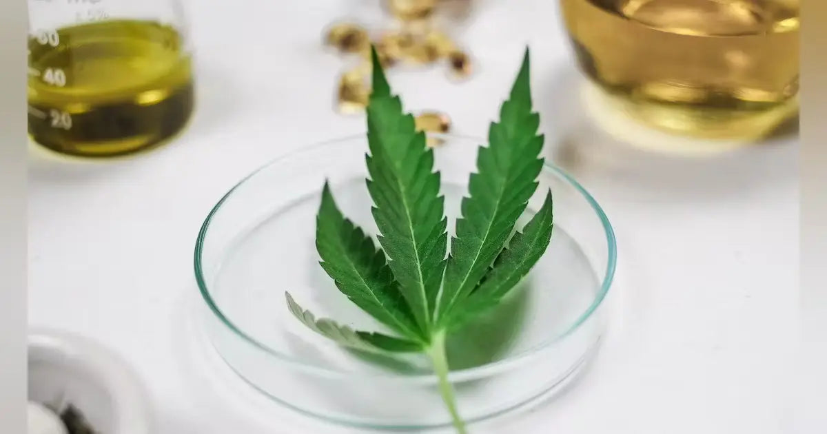 CBD and Dentistry