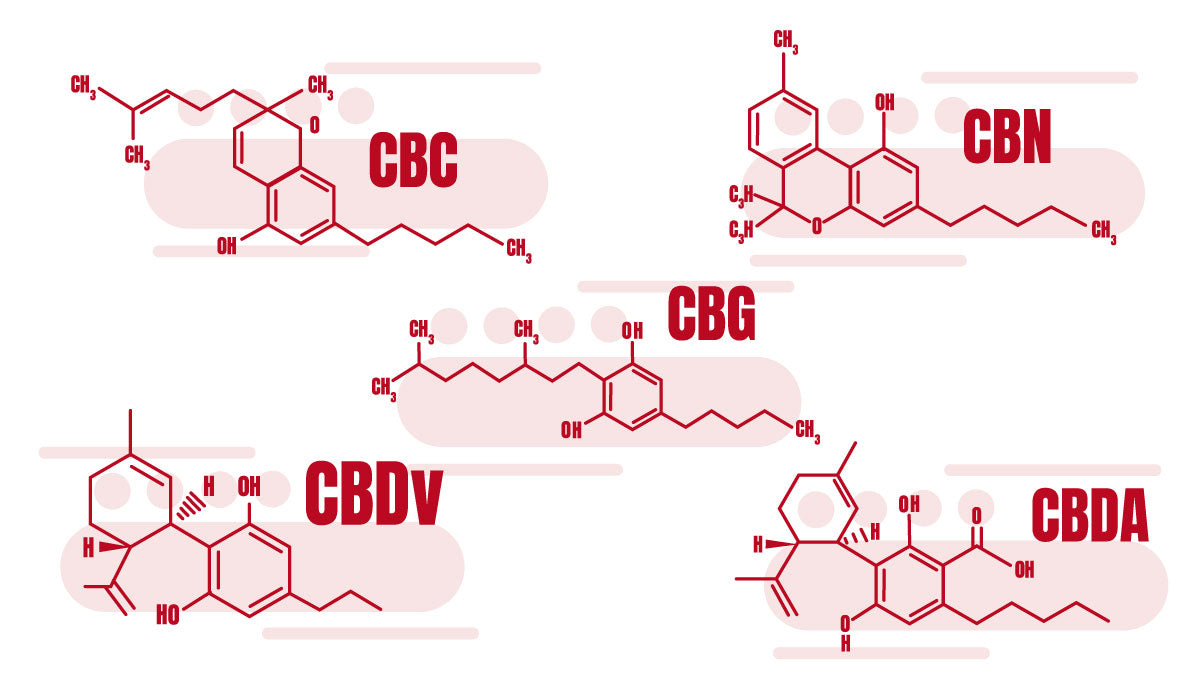 Investigating CBG, CBN, and Other Minor Cannabinoids Beyond CBD
