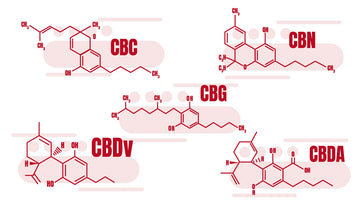Investigating CBG, CBN, and Other Minor Cannabinoids Beyond CBD