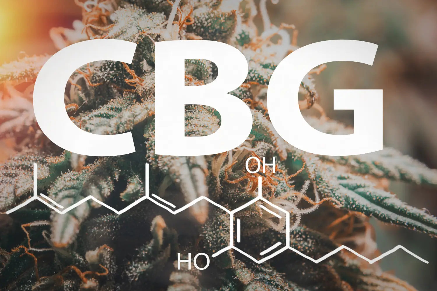 CBG Capsules Wholesale