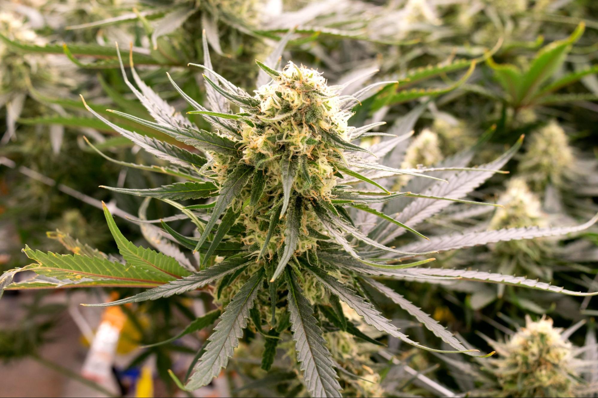 The Tweet That Lit the Joint: Trump's Cannabis Curveball for Boomers