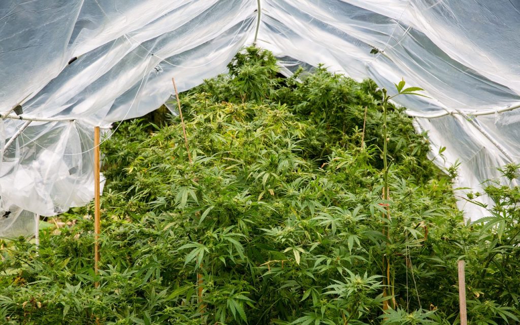 Unpacking the ‘Black-Owned’ Label: A Surprising Twist in Cannabis Consumer Behavior