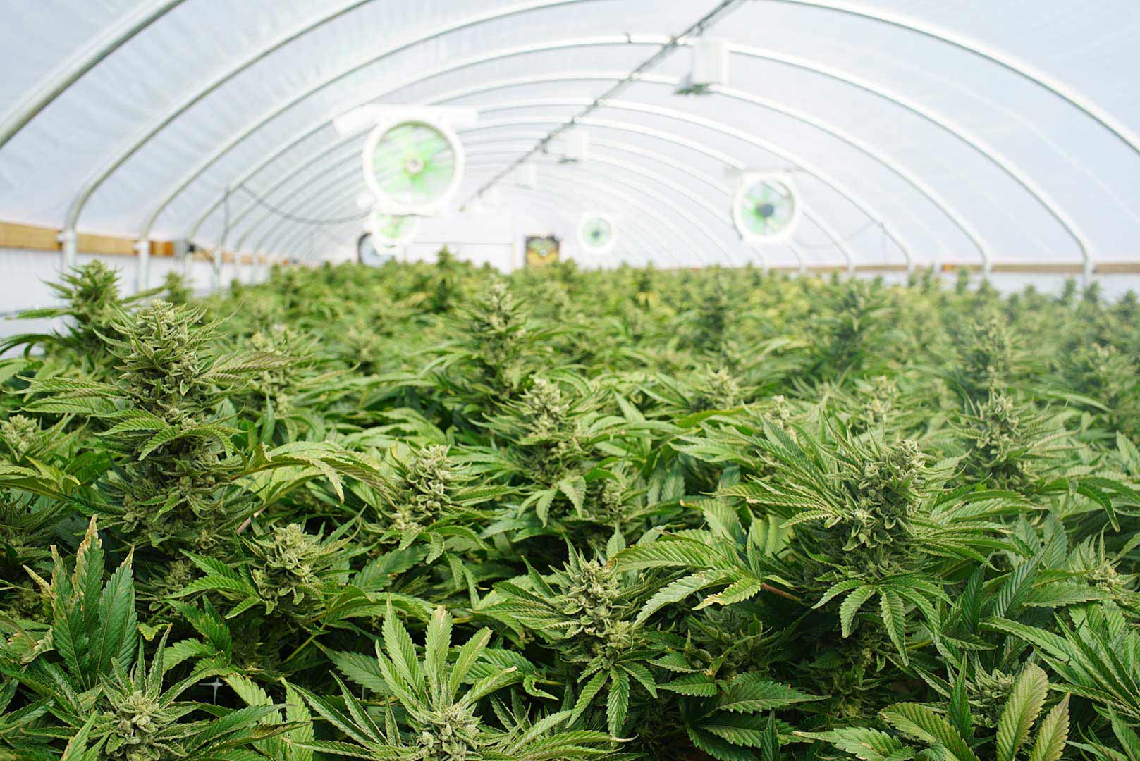 Mastering Perpetual Harvests: A Step-by-Step Guide to Continuous Cannabis Cultivation