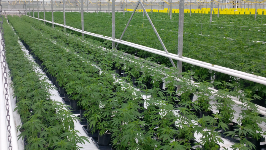 Cannabis Cultivation