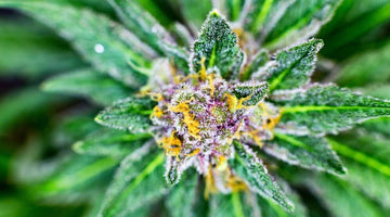 The Complete Guide to Cannabis Flowers