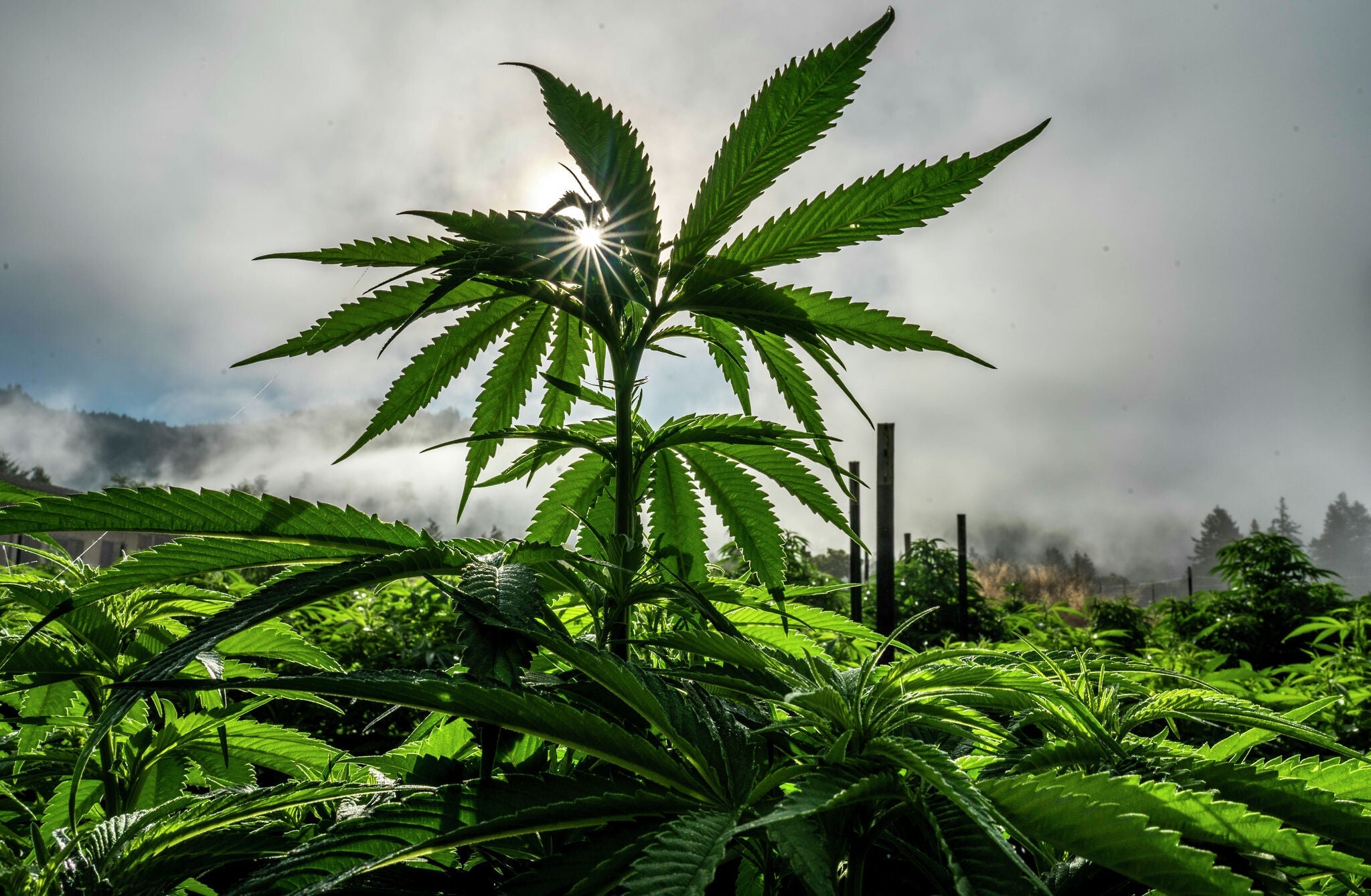 Puffing Past Prohibition: America's Evolving Stance on Cannabis
