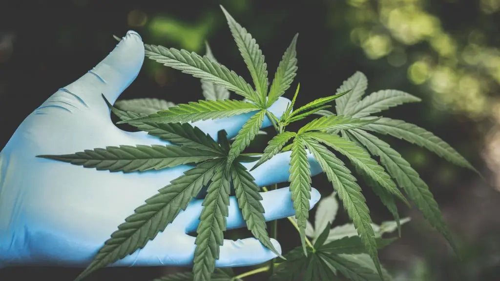 Cannabis Pop Culture