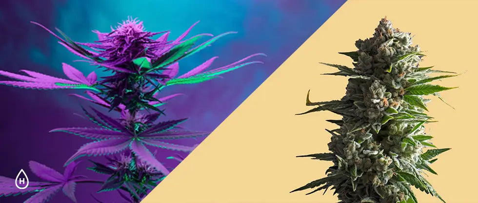 Delta 8 vs Marijuana